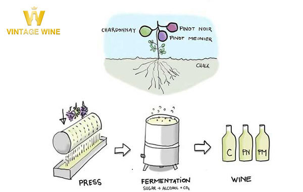 Quy trình sản xuất rượu Champagne