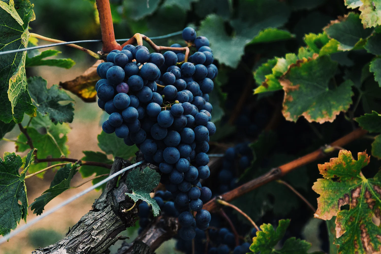 Những giống nho rượu sản xuất rượu vang phổ biến