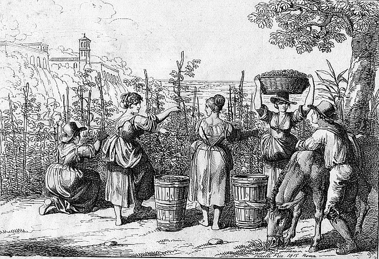 Khái niệm rượu vang và lịch sử ra đời của nó