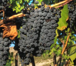 Loại nho sử dụng trong Rượu vang Chianti