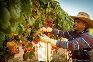 vineyard worker harvesting grapes 15656229741862006143577