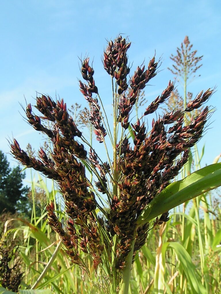 Bông cao lương (Sorghum bicolor) trên cánh đồng
