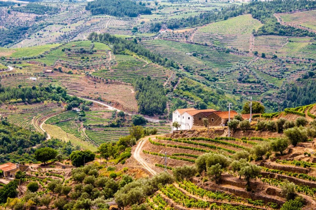 Vườn nho bậc thang vùng Douro, nơi làm ra Port