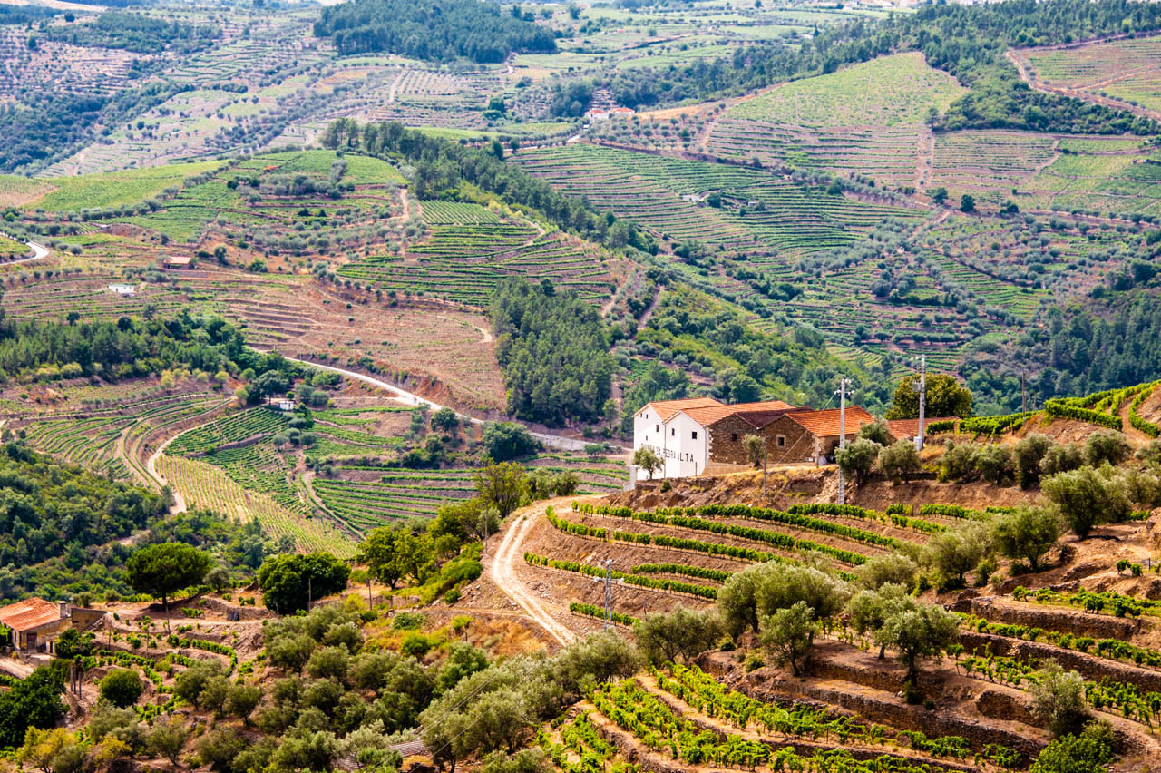 Vườn nho bậc thang vùng Douro, nơi làm ra Port