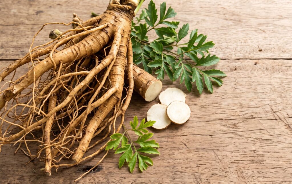 Củ đinh lăng tươi rửa sạch trước khi ngâm rượu đinh lăng tươi